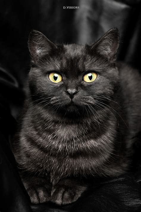 黑色 貓
